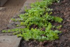 image: http://chadzilla.com/site/photos/garden/2012/_thumb100/creeping_jenny.jpg