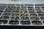 image: http://chadzilla.com/site/photos/garden/2012/_thumb100/first_seedlings_900.jpg