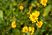 Flowers at Hierve El Agua
