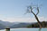 Hierve El Agua Tree