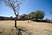 Tree at Monte Alban