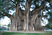 The Widest Tree on Earth