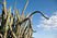 Cactus at Yagul